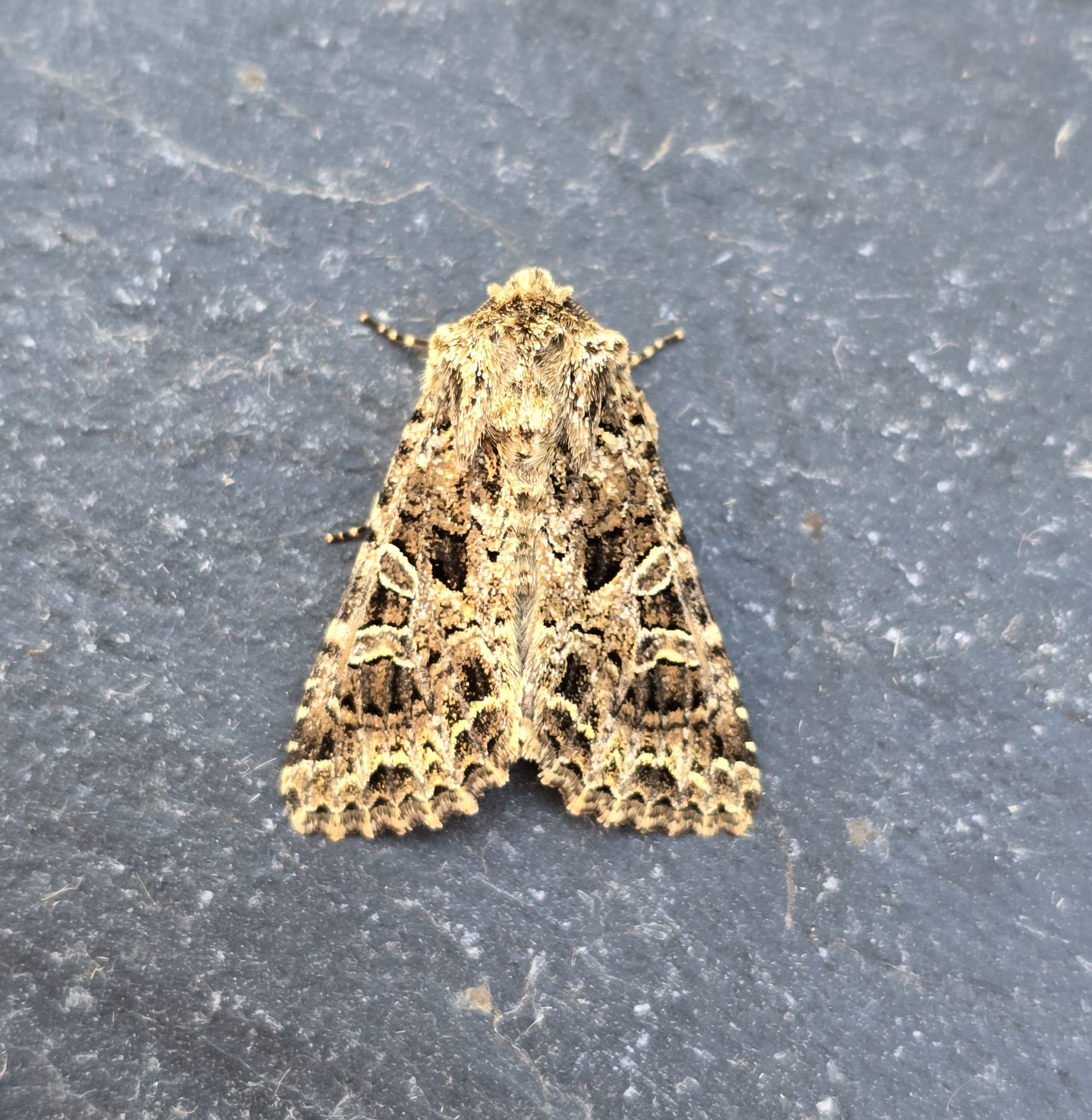 Photo of Lychnis (Hadena bicruris)